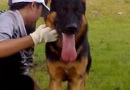 德国牧羊犬训练,从基础到高级技巧