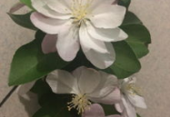 3月开什么花,三月花开盛宴